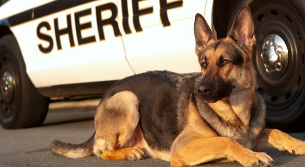 Man Bites Police Dog While Resisting Arrest in New Hampshire Man Bites Police Dog While Resisting Arrest in New Hampshire